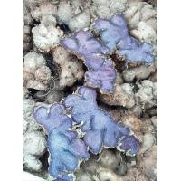 ราคา กระชายดำสด ขุดใหม่ๆจากสวน กระชายดำหัวสดแท้ 1กก (17438396179)