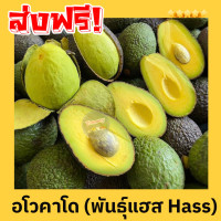 ราคา BB Avocado อโวคาโด 1กิโลกรัม พันธุ์บัคคาเนีย อโวคาโด้ อโวคาโด อะโวคาโดสด อโวคาโด อาโวคาโดสดอโวคาโดสดจากสวนบนดอย เก็บจากสวนทุกวันเน่าเสียรับเคลม อโวคาโด้ อโวคาโด อาโวคาโดสด (23046949667)
