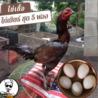 ราคา ไข่เชื้อไก่เยียร์ ชุด 5 ฟอง สำหรับฟัก (12319064155)