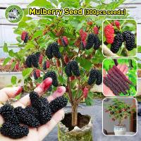 ราคา ปลูกง่าย เมล็ดพันธุ์ ต้นหม่อน เมล็ดมัลเบอร์รี่ Potted Mulberry Plant Fruit Seeds บอนไซ ต้นไม้ เมล็ดผลไม้ พันธุ์ผลไม้ เมล็ดพันธุ์ผลไม้ ต้นไม้กินผล บอนสีพันหายาก ต้นไม้ผลกินได้ เมล็ดบอนสี ต้นไม้แคระ ต้น