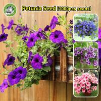 ราคา ปลูกง่าย COD อัตรางอกสูง เมล็ดพันธุ์ ดอกพิทูเนีย เมล็ดพิทูเนีย คละสี Petunia Flower Seeds เมล็ดดอกไม้ ต้นไม้มงคล บอนสี เมล็ดบอนสี บอนไซ ต้นไม้ ไม้ประดับมงคล ดอกไม้จริง ต้นบอนไซ พันธุ์ดอกไม้ ดอกไม้ปลู 