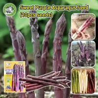 ราคา เมล็ดสด 100 Sweet Purple Asparagus Seed หน่อไม้ฝรั่งม่วง เมล็ดพันธุ์ อัตรางอกสูง Heirloom Asparagus Vegetable Seeds for Gardening Vegetable Plants Seeds for Planting เมล็ดพันธุ์ผัก เมล็ดหน่อไม้ฝรั่ง ห