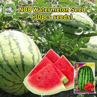 ราคา ปลูกง่าย COD สินค้าดี มีคุณภาพ เมล็ดแตงโมยักษ์ No 8 Giant Watermelon Seed Fruit Seeds เมล็ดพันธุ์แตงโมยักษ์ เนื้อสีแดง หวานสุดๆ 30เมล็ด เมล็ดพันธุ์ผลไม้ เมล็ดพันธุ์ แท้ ผลไม้อินทรีย์ ต้นไม้ผลกินได้ ต