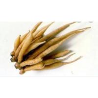 ราคา สดใหม่จากสวน กระชายขาว เหลือง สด สะอาด ราคาส่ง ราคาถูก (21030575245)