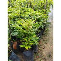 ราคา ต้นธรณีสาร (12382936101)