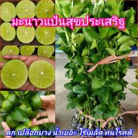 ราคา ต้นมะนาวแป้นสุขประเสริฐ กิ่งตอน พันธุ์แท้ พร้อมส่ง จากสวนโดยตรง (22286039986)