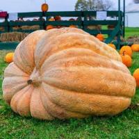 ราคา 10 เมล็ด ฟักทองยักษ์ พันธุ์ แอตแลนติก ให้ได้ผลใหญ่ยักษ์ Atlantic Giant Pumpkin Seeds (22865311331)