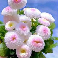 ราคา 100 เมล็ด อิงลิช เดซี่ ดอกเดซี่อังกฤษสีชมพู Bellis perennis Pomponette English Daisy ดอกสีชมพูขาว (21389269476)