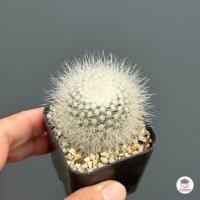 ราคา กระบองเงิน Parodia Leninghausii Albispina แคคตัส กระบองเพชร cactus succulent (22857754192)