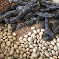 ราคา 5 เมล็ด ถั่วครก ถั่วขอ ถั่วขอในภาคอิสาน ถั่วมะขาม Velvet Bean White Flower Seeds (22707440739)