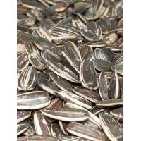 ราคา แบ่งขาย ทานตะวัน เมล็ดทานตะวัน เอป้อม เมล็ดใหญ่ ร่อนฝุ่น น น ครึ่งก ก 500กรัม เพียง 39 บาท นกแก้ว อาหารนก ซันคอนัวร์ แอฟริกันเกรย์ โนรี กระตั้ว อเมซอน มาคอร์ ไฮยาซิน (21275632962)