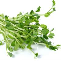 ราคา 40 เมล็ด ผักโต้วเหมี่ยว ต้นอ่อนโตวเหมี่ยว ต้นอ่อนถั่วลันเตา Vegetable Seeds (21784312462)