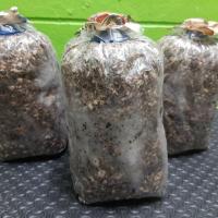 ราคา ก้อนเชือเห็ดฟางราคาถูก เพาะง่าย (19791503999)