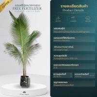 ราคา ต้นมะพร้าวน้ำหอมพันธุ์เตี้ยก้นจีบบ้านแพ้ว สูง 30 200 cm เกรดพรีเมียม ประกันพันธุ์แท้100 น้ำมะพร้าวรสหวานและกลิ่นหอมคล้ายใบเตย (22837909265)