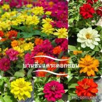 ราคา เมล็ดพันธุ์บานชื่นแคระ ดอกซ้อนแน่น สีเข้ม 1000เมล็ด (21843691273)