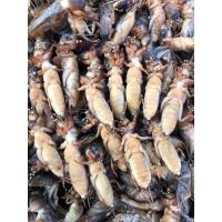 ราคา พร้อมส่ง แมงกระซอน แมงจีซอนไข่ ไม่ไข่คละกันไม่ได้คัด นึ่งฟรีสแข็ง แพค 1 kg ยังไม่ทอด แมลงทอด แมลงทอดสมุนไพร สด ใหม่ สะอาด แมลงแช่แข็ง (12488069554)