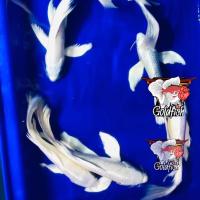 ราคา อาหารปลา ปลาคราฟจักรพรรดิ์ ปลาคารฟหางยาว สีแพลตตินัม ไซร้4 5นิ้ว แข็งแรง มีประกันสินค้า ตกแต่งอ่างปลาสวยงาม (22824324546)