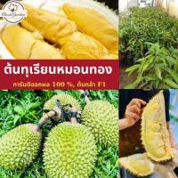 ราคา ต้นทุเรียนหมอนทองแคระที่ให้ผลผลิตสูง ต้นกล้าพันธุ์แท้ ต้นไม้สูง 60 80 ซม (21916165635)