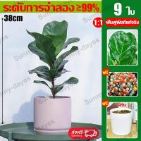 ราคา ซื้อ1แถม2 XINGTU ต้นไม้ปลอมใหญ่ ต้นไม้ปลอม ต้นไม้ตกแต่งบ้าน ความจำลอง 99 ต้นไม้มงคลปลอม 100CM33ใบ ฟรีกระถางดอกไม้ต้นไม้ หินตกแต่ง สไตล์นอร์ดิก ในบ้าน ต้นไม้มงคล ต้นไม้เทียม ต้นไม้แต่งห้อง ต้นไม้มงคลส 