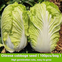 ราคา เมล็ดผักกาดขาว CHINESE CABBAGE ตราภูเขาทอง 200เมล็ด ดยประมาณ เมล็ดพันธุ์ผักกาดขาว เมล็ดพันธุ์ผัก เมล็ดผักสวนครัว เมล็ดพันธุ์งอกเร็ว (22607857172)