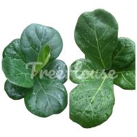 ราคา ไทรใบสักพันธุ์ใบใหญ่และพันธุ์แคระ เพาะเมล็ด (20694155853)