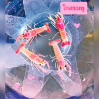ราคา กุ้งเครฟิชแคระมี 5 แบบ ตกแต่งตู้ปลา (22785083397)