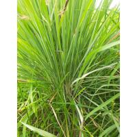 ราคา ตะไคร้สด เครื่องเทศ อินทรีย์แท้ๆ (22522777116)