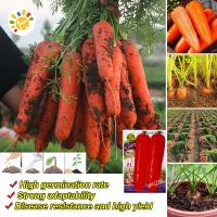 ราคา แครอทสด แครอทสวย Sweet Red Carrot Seeds Organic Vegetable Seeds for Planting Carrot Plants Seeds เมล็ดพันธุ์ แครอท เมล็ดผักต่างๆ เมล็ดพันธุ์ผัก บอนไซ เมล็ดพันธุ์ พันธุ์ผัก ผักสวนครัว 1000เมล็ด ซอง การ