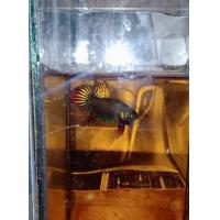 ราคา กัดป่าใต้แท้ ช้อนจากป่าเก่าแก่ทางภาคใต้ คัดทรงสวย สภาพสมบูรณ์ (22771635262)