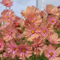 ราคา 60 เมล็ด ดอกดาวกระจายเซนเซชั่น ดอกคอสมอส ดาวกระจาย Cosmos Flower Seeds สายพันธุ์ Apricotta (21342331640)