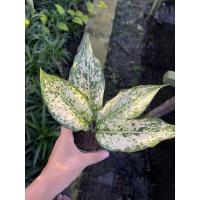 ราคา ถูกที่สุด อโกลนีมา กระถาง 3 นิ้ว แก้วกาญจนา หลายแบบ ฟอร์มต้นใหญ่ คุ้มเท่าซื้อ 6 นิ้ว (14127824581)