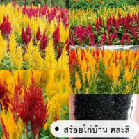 ราคา เมล็ดดอกสร้อยไก่บ้าน คละสี 2000เมล็ด (21397848384)