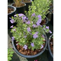 ราคา ต้นนีออนใบเงิน ญี่ปุ่น ไต้หวัน พุ่มใหญ่ ดอกสีม่วง (22751631973)