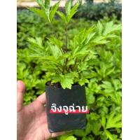 ราคา ต้นจิงจูฉ่าย พร้อมปลูก (22305911080)