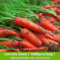 ราคา เมล็ดพันธุ์ แครอทสีส้ม Carrot Seed บรรจุ 1000 เมล็ด เมล็ดพันธุ์พืช เมล็ดพันธุ์ผัก เมล็ดพันธุ์ดอกไม้ ของแท้ (22607182327)