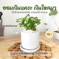 ราคา ออมเงินแคระเงินไหลมา กระถางเซรามิคเกรด AA พร้อมจานรอง (17039762986)