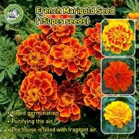 ราคา ปลูกง่าย COD เมล็ดพันธุ์ ดาวเรือง ฝรั่งเศส สปาร์คกี้คละสี Sparky French Marigold Mix seed เมล็ดพันธุ์แท้ นำเข้าต่างประเทศ เมล็ดพันธุ์แท้ นำเข้าจากต่างประเทศ ดอกไม้ปลูกสวยๆ เมล็ดพันธุ์ดอกไม้ ไม้ประดับ 