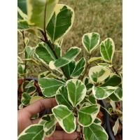 ราคา สาริกาด่าง ต้นหัวใจเศรษฐี ไทรใบหัวใจด่าง ชอบแดดจัด ไม้มงคลนิยมประดับเป็นแนวข้างบ้านส่งงานกระถางสวยๆ (22166739024)