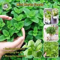 ราคา ปลูกง่าย COD เมล็ดสด 100 เมล็ดพันธุ์ สะระแหน่ เมล็ดสะระแหน่ Bonsai Peppermint Seeds Fresh Edible Mint Plant Herbs Seeds เมล็ดดอกไม้ พืชไล่ยุง ผักสวนครัว เมล็ดพันธุ์ผัก เมล็ดบอนสี ต้นไม้มงคล ต้นไม้ฟอก 