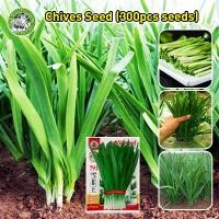 ราคา ปลูกง่าย COD ของแท้ 100 เมล็ดพันธุ์ กุยช่าย Chives Seeds for Planting Bonsai Vegetable Seeds for Gardening Chives Plants Seed Chinese Leeks Seeds Herb Seeds ต้นกุยช่าย เมล็ดกุยช่าย แท้ ต้นกุยช่ายฝรั่ 