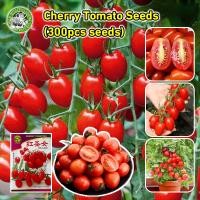 ราคา ปลูกง่าย COD เมล็ดพันธุ์ มะเขือเทศเชอรี่ Large Red Cherry Tomato เมล็ดพันธุ์แท้ นำเข้าจากต่างประเทศ ปลูกผัก สวนครัว Red Cherry Tomato Seed Fruit Seeds for Planting เมล็ดผลไม้ เมล็ดพันธุ์ผัก ผักสวนครั 