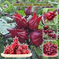 ราคา เมล็ดสด100 เมล็ดกระเจี๊ยบแดง เมล็ดพันธุ์กระเจี๊ยบแดง กระเจี๊ยบแดง Edible Roselle Seeds เมล็ดพันธุ์ที่ให้คุณค่าทางโภชนาการ เมล็ดพันธุ์แท้ นำเข้าจากต่างประเทศ ดอกไม้ปลูกสวยๆ เมล็ดพันธุ์ดอกไม้ ไม้ประดับ
