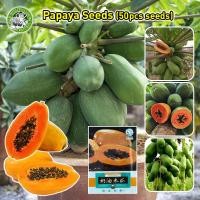ราคา ปลูกง่าย COD เมล็ดสด 100 เมล็ดมะละกอ ส้มตำ F1 ตราศรแดง Papaya seeds เมล็ดพันธุ์มะละกอ เมล็ดพันธุ์มะละกอส้มตำ เมล็ดพันธุ์มะละกอต้นเตี้ย บอนไซ ต้นไม้ เมล็ดผลไม้ พันธุ์ผลไม้ เมล็ดพันธุ์ผลไม้ ต้นไม้กินผล 