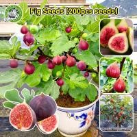 ราคา ปลูกง่าย Fig Tree Seed เมล็ดมะเดื่อฝรั่ง Figs สายพันธุ์ ของแท้ 100 มะเดื่อฝรั่ง หรือ ลูกฟิก Fig Seeds for Planting เมล็ดพันธุ์ให้ผลผลิตสูง เมล็ดพันธุ์คุณภาพดี เมล็ดพันธุ์ที่ให้คุณค่าทางโภชนาการ ต้นไม