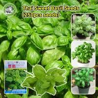 ราคา เมล็ดพันธุ์ โหระพาใบใหญ่ อิตาเลี่ยน เบซิลใบใหญ่ Large Leaf Italian Basil เมล็ดพันธุ์แท้100 นำเข้าจากต่างประเทศ โหระพาอิตาเลี่ยน โหระพาฝรั่ง เบซิลใบใหญ่ เมล็ดพันธุ์ Italian Basil Plant Seeds Herb Seeds