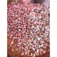 ราคา กระเจียมกลีบ กระเทียมสด 1กิโลพร้อมจัดส่ง (22855804791)