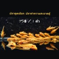 ราคา อาหารปลา ปลาดูดเผือก ไซส์ 2 3 นิ้ว ปลาทำความสะอาดตู้ปลา ตกแต่งตู้ปลา (22584131599)