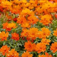 ราคา 50 เมล็ด ดอกดาวกระจายฝรั่ง ดาวกระจายฝรั่ง คอสมอส เมล็ดดอกไม้ Cosmos Seeds สายพันธุ์ Mandarin (21276435322)