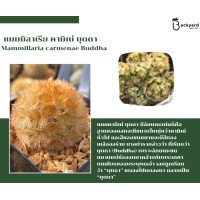 ราคา แมมมิลลาเรีย Mammillaria แมมคามิเน่บุดดา แคคตัส กระบองเพชร MA04 (22147096086)