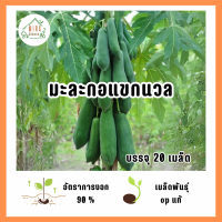 ราคา เมล็ดพันธุ์ มะละกอแขกนวล บรรจุ 20 เมล็ด (22838008896)